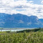 Apfelbaumblüte, Apfelblüte, Kalterer See, Kalterersee, apple blossom