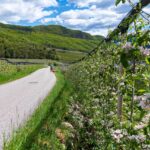 Apfelbaumblüte, Apfelblüte, Radweg, apple blossom