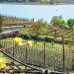 Bike, Familie, Kalterer See, Kalterersee, Rad fahren