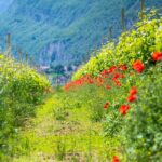 Kurtatsch, Mohnblumen, Weinberg, Weinberge, vigna, vigneto, vineyard