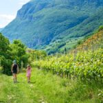 Kurtatsch, Mohnblumen, Weinberg, Weinberge, passeggiare, spazieren, spazieren gehen, vigna, vigneto, vineyard, wandern