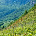 Kurtatsch, Mohnblumen, Weinberg, Weinberge, vigna, vigneto, vineyard