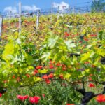 Kurtatsch, Mohnblumen, Weinberg, Weinberge, vigna, vigneto, vineyard