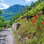 Feldweg, Kurtatsch, Mohnblumen, Weinberg, Weinberge, passeggiare, spazieren, spazieren gehen, vigna, vigneto, vineyard, wandern