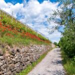 Feldweg, Kurtatsch, Mohnblumen