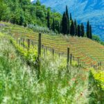 Auhof, Kurtatsch, Mohnblumen, Weinberg, Weinberge, vigna, vigneto, vineyard