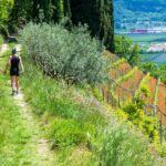 Auhof, Kurtatsch, Mohnblumen, Weinberg, Weinberge, passeggiare, spazieren, spazieren gehen, vigna, vigneto, vineyard, wandern