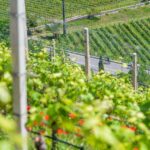 Bike, Kurtatsch, Rad fahren, Weinberg, Weinberge, vigna, vigneto, vineyard