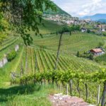 Kurtatsch, Weinberg, Weinberge, vigna, vigneto, vineyard