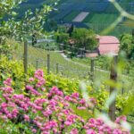 Auhof, Kurtatsch, Weinberg, Weinberge, vigna, vigneto, vineyard