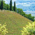 Auhof, Kurtatsch, Mohnblumen, Weinberg, Weinberge, vigna, vigneto, vineyard