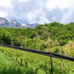 Kurtatsch, Weinberg, Weinberge, Weinlehrpfad, Weinlehrpfad Kurtatsch, vigna, vigneto, vineyard