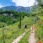 Entiklar, Kurtatsch, Mohnblumen, Tiefenbrunner, Weinberg, Weinberge, passeggiare, spazieren, spazieren gehen, vigna, vigneto, vineyard, wandern