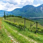 Kurtatsch, Themenweg, Tiefenbrunner, Weinberge, Weinlehrpfad Kurtatsch