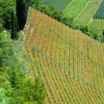 Auhof, Kurtatsch, Mohnblumen, Themenweg, Weinberge, Weinlehrpfad Kurtatsch