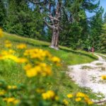 Neuhütt Alm, wandern