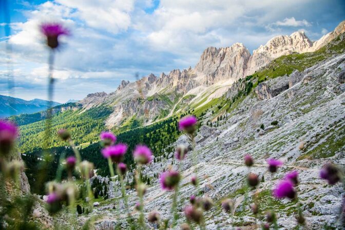 Blick auf den südlichen Teil des Rosengartens mit der Rotwand von hinten.