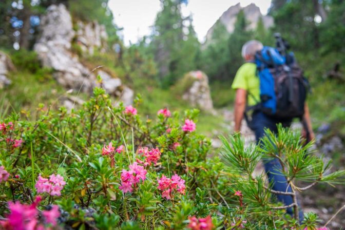 Alpenrosen am Wegesrand