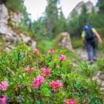 Alpenrosen, wandern