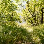 Jägersteig, Wald