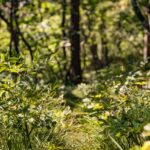 Jägersteig, Wald