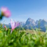 Alpe di Siusi, Langkofelgruppe, Seiser Alm, Seiseralm