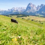 Alpe di Siusi, Kuh, Langkofelgruppe, Seiser Alm, Seiseralm