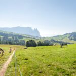 Alpe di Siusi, Kuh, Pferde, Schlern, Schlerngebiet, Schlernmassiv, Schlernspitzen, Sciliar, Seiser Alm, Seiseralm