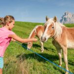 Alpe di Siusi, Anna, Haflinger, Pferde, Seiser Alm, Seiseralm