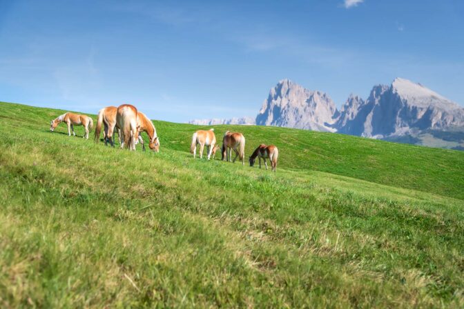 Alpe di Siusi, Haflinger, Langkofelgruppe, Pferde, Seiser Alm, Seiseralm