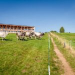 Alpe di Siusi, Haflinger, Hotel Icaro, Kühe, Seiser Alm, Seiseralm