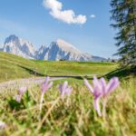 Alpe di Siusi, Langkofelgruppe, Pferdekutsche, Seiser Alm, Seiseralm, wandern