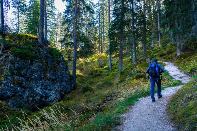 Zuerst gemütlich durch grünen Fichtenwald