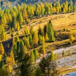 Herbst, Lärchen, autumn, autunno