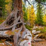 Herbst, Lärchen, autumn, autunno