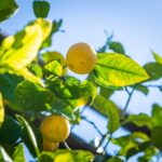 Citrus, Limonaia, Limone, Zitrone, Zitronenbaum