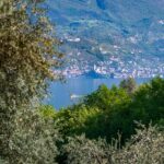 Gardameer, Gardasee, Malcesine, Olive, Oliven