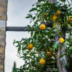 Citrus, Limonaia, Limone, Limone al Garda, Limone sul Garda, Zitrone, Zitronenbaum