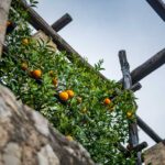 Limonaia, Limone, Limone al Garda, Limone sul Garda, Orangenbaum