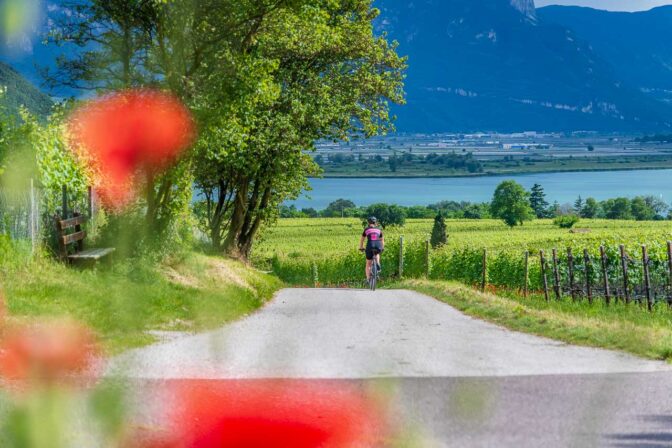 Mitten durch die Weingüter der Flure Neuraut und Feld. zum Kalterer See radeln