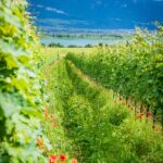 Kalterer See, Kalterersee, Mohnblumen, Weinberge