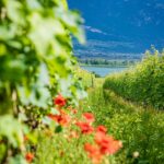 Kalterer See, Kalterersee, Mohnblumen, Weinberge