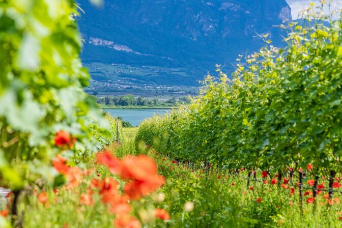 Mohnblumen in den Weinbergen