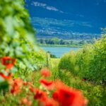 Kalterer See, Kalterersee, Mohnblumen, Weinberge