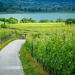 Bike, Kalterer See, Kalterersee, Rad fahren, Weinberge