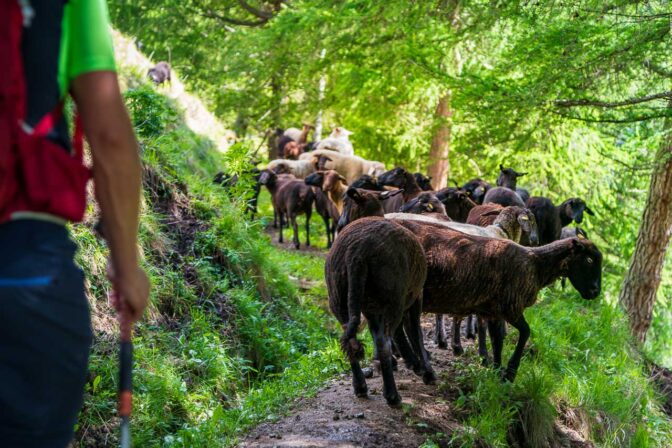 Schafe auf dem Waalweg „Neuwaal“