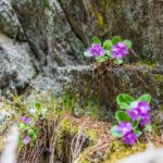 Blumen, Schlandrauntal