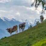 Kühe, Vinschgau