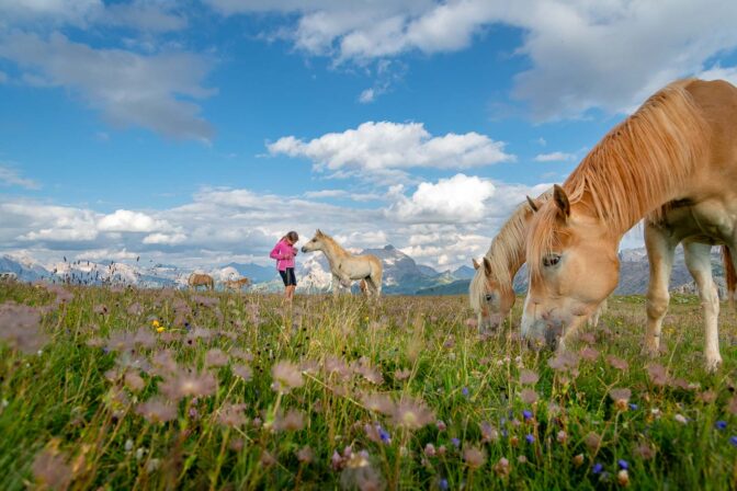 Anna, Haflinger Pferde, Pferde