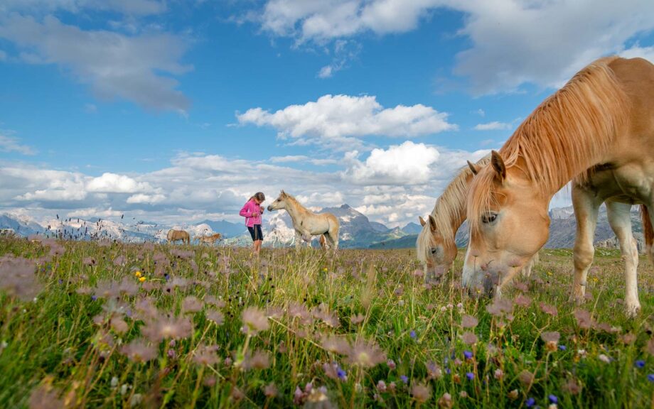 Anna, Haflinger Pferde, Pferde